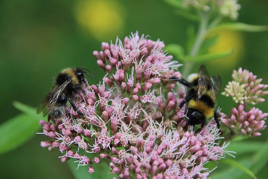 bumblebees, blossom, bloom, pollination, insect, flower, invertebrate HD wallpaper