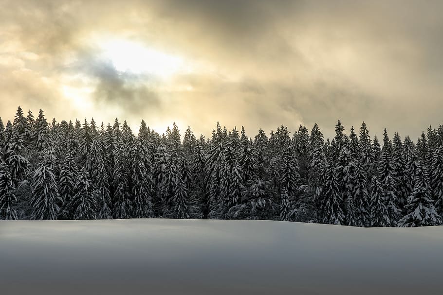 green leafed trees coated snow, green leafed tree covered with snow during daytime HD wallpaper