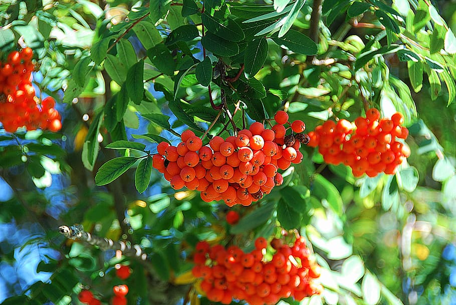 ripe red fruits growing during daytime, rowan, mountain ash HD wallpaper