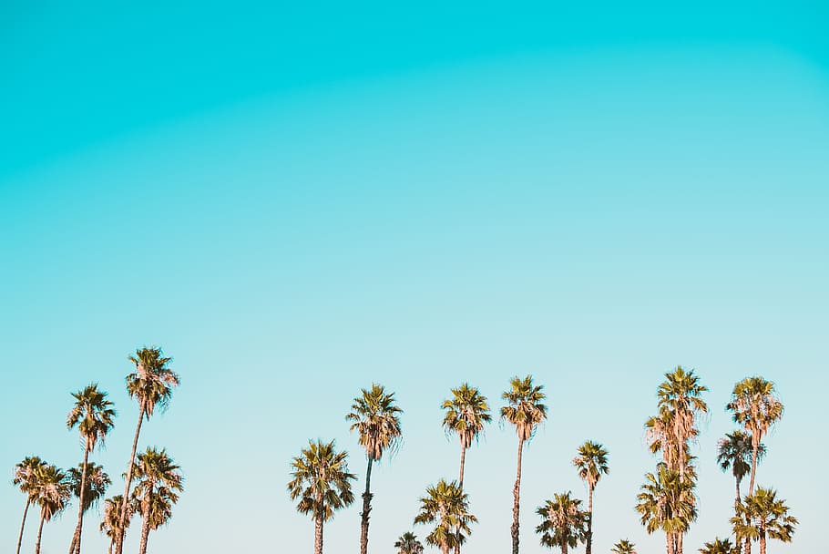 green-and-brown palm trees under clear blue sky, coconut trees under clear sky during daytime HD wallpaper