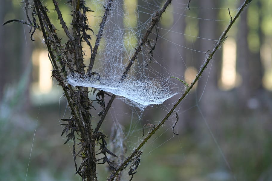 cobweb, morgentau, network, spider web, focus on foreground HD wallpaper