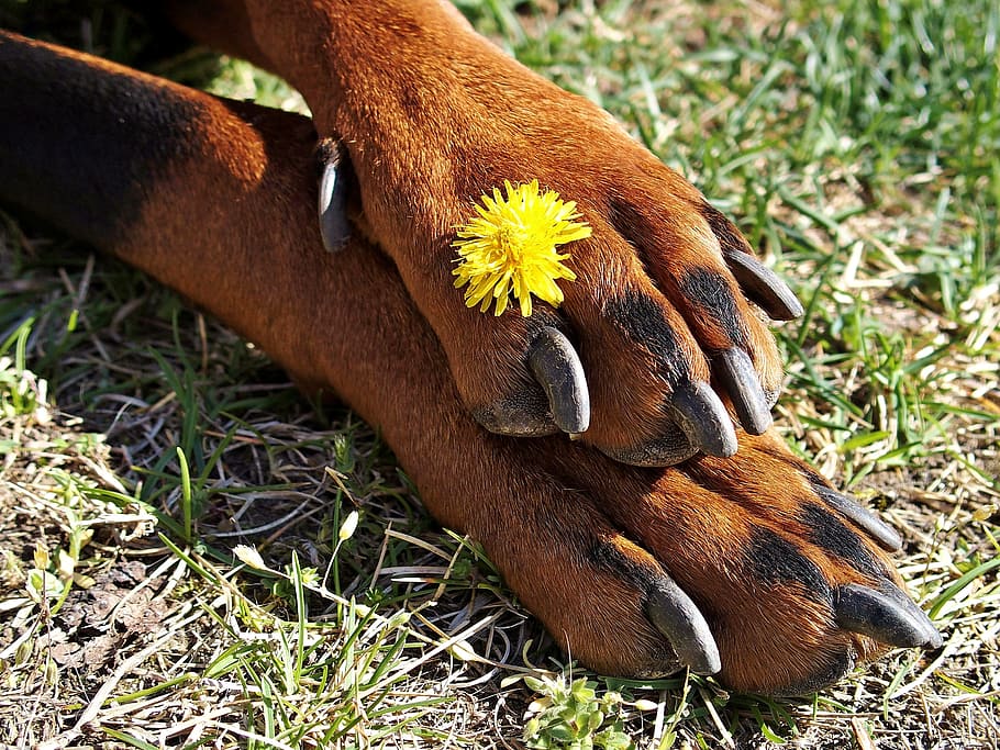 Doberman, Paws, Claws, Flower, one animal, animal themes, animal wildlife HD wallpaper