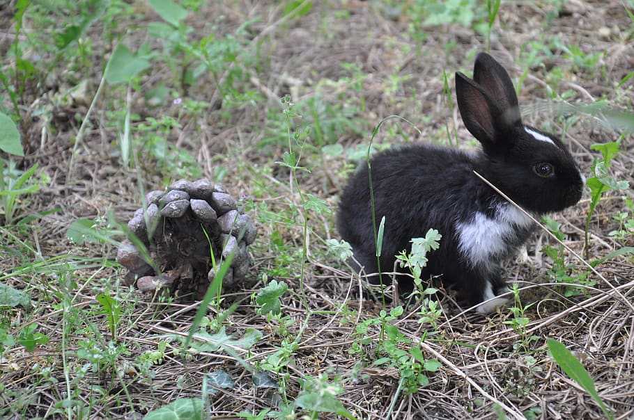 rabbit, nature, black, animal, animal themes, mammal, vertebrate HD wallpaper