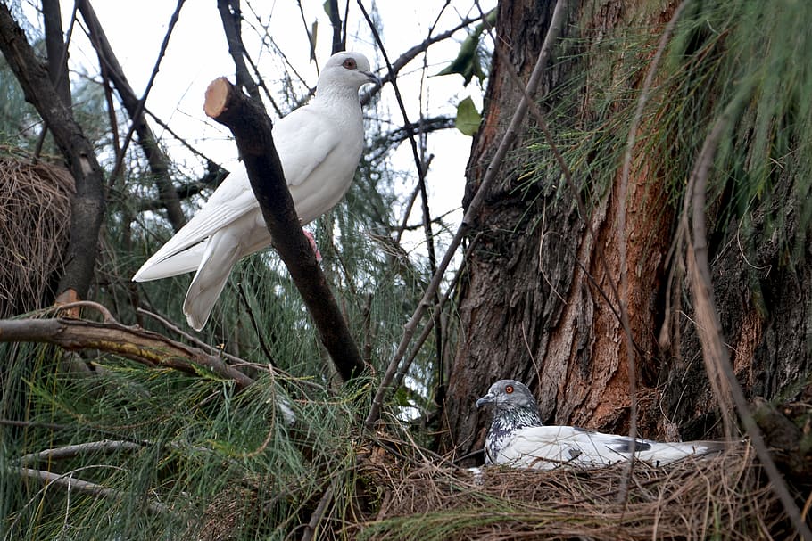 white dove standing on branch, birds, pigeons, nesting, nature, HD wallpaper