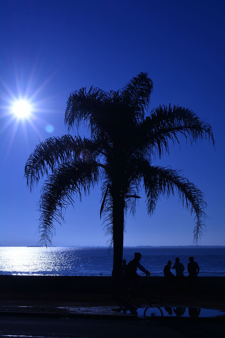 silhouette of palm tree during daytime, sky, against light HD wallpaper