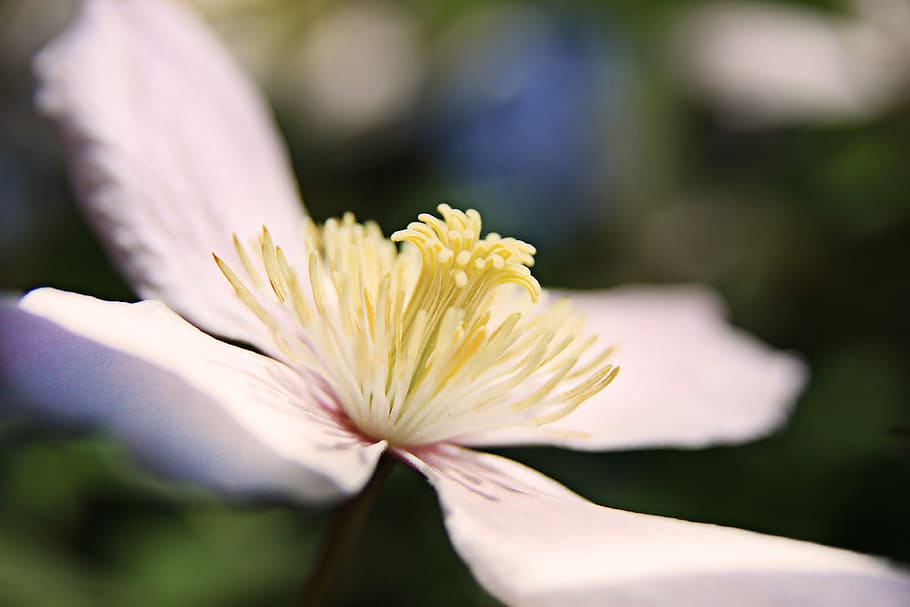 white petaled flower, blossom, bloom, pink, plant, pistil, yellow HD wallpaper