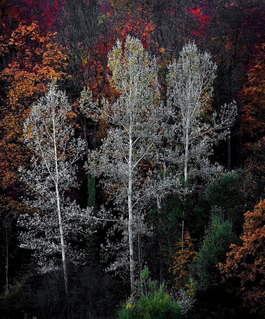 photo of green trees, assorted-color trees lot, autumn, tress HD wallpaper