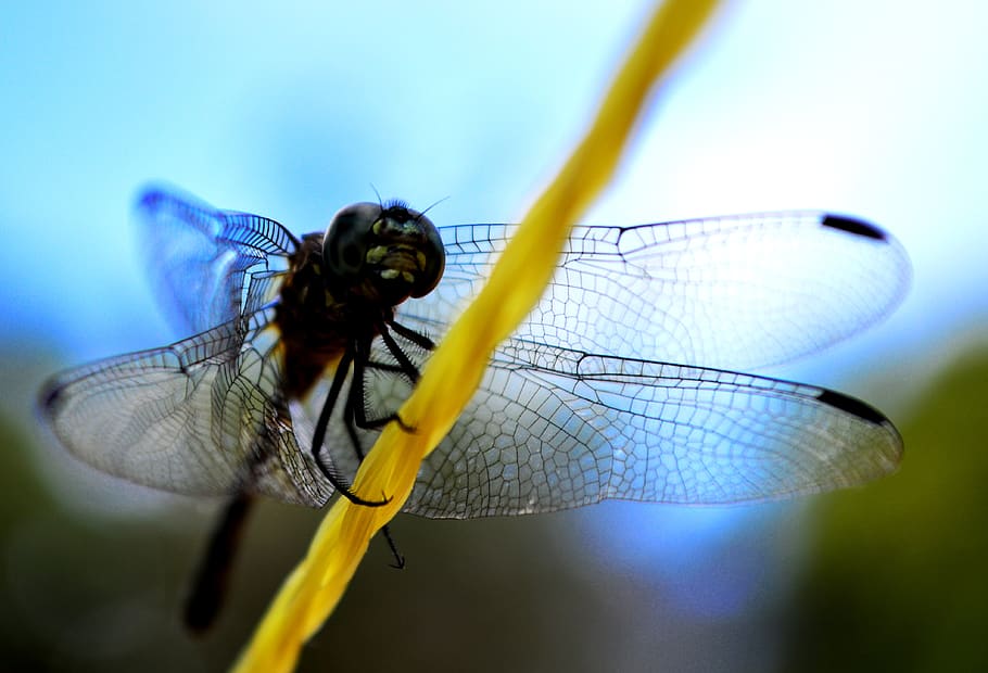 insect, dragonfly, wing, nature, diptera, wildlife, outdoors, HD wallpaper