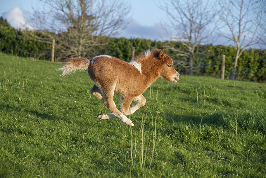 Miniature Horse Stock Photos, Images and Backgrounds for Free Download