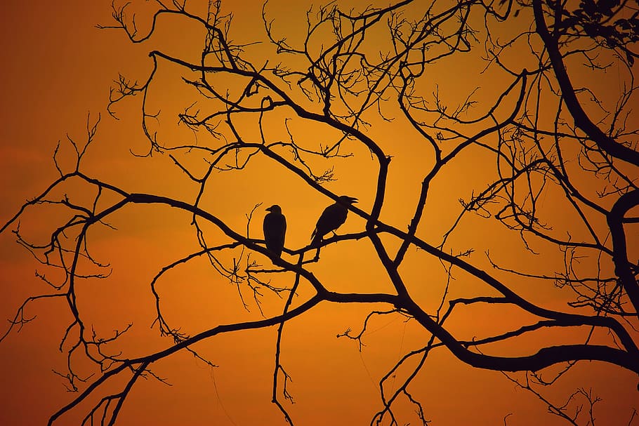 dawn, nature, sky, sunset, backlit, birds, branches, dusk, eerie HD wallpaper