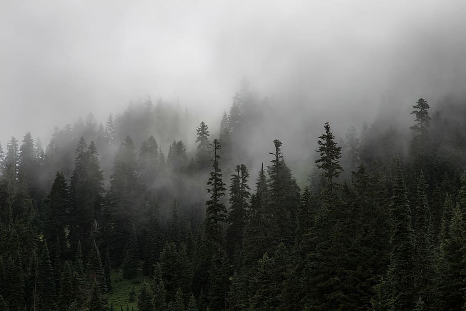 pine trees with fog taken during daytime, forest, plants, nature HD wallpaper