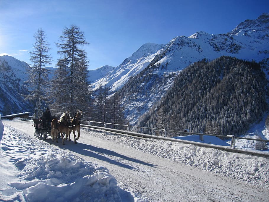 two brown horse on snow road, solda, winter, ortler, carriage rides HD wallpaper