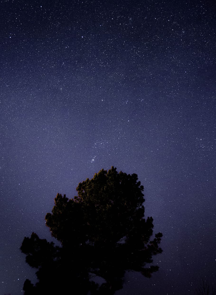green tree and galaxy, silhouette photo of trees under constellation of stars HD wallpaper