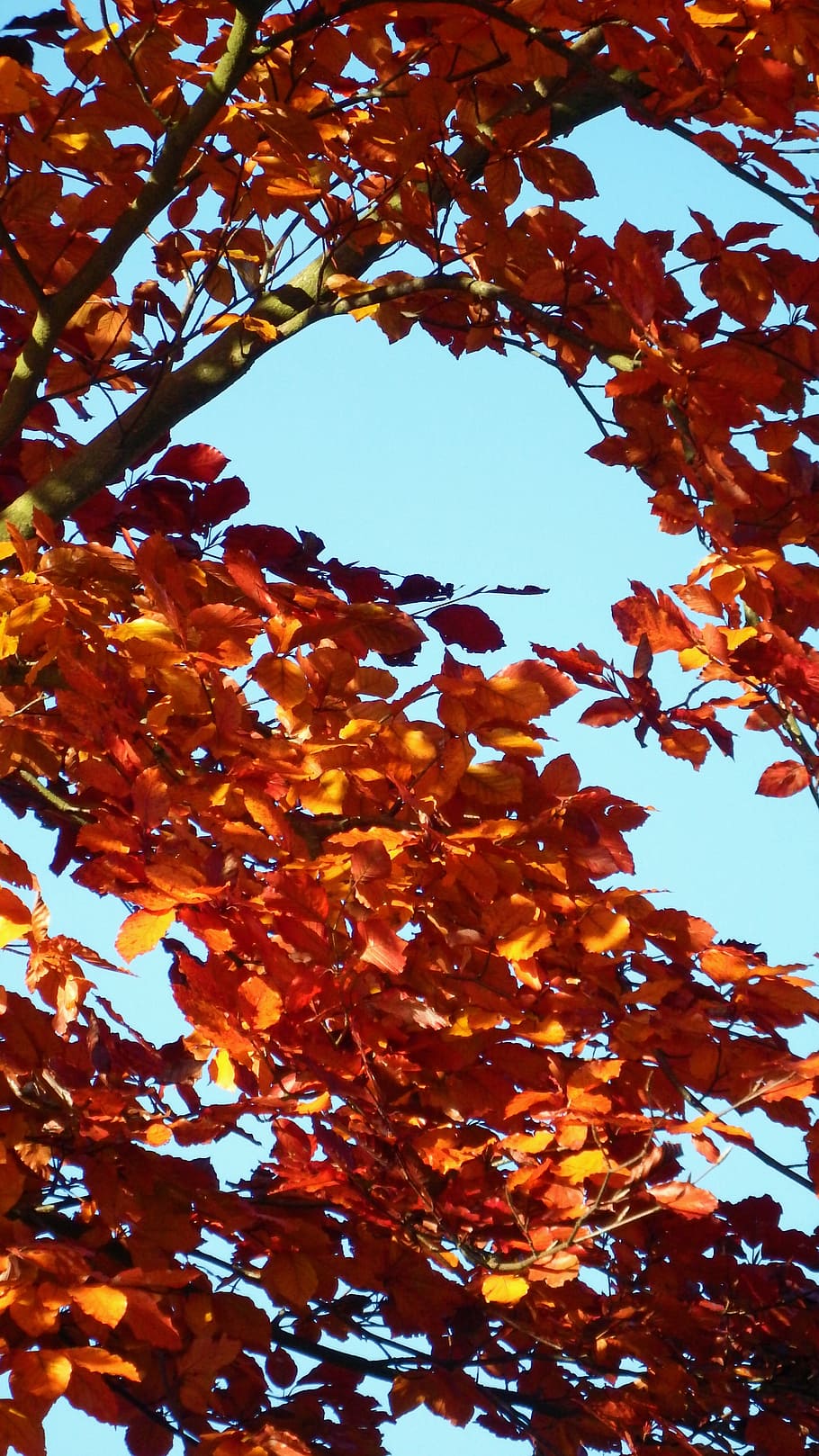 golden autumn, orange, sky, blue, aesthetic, branch, branches