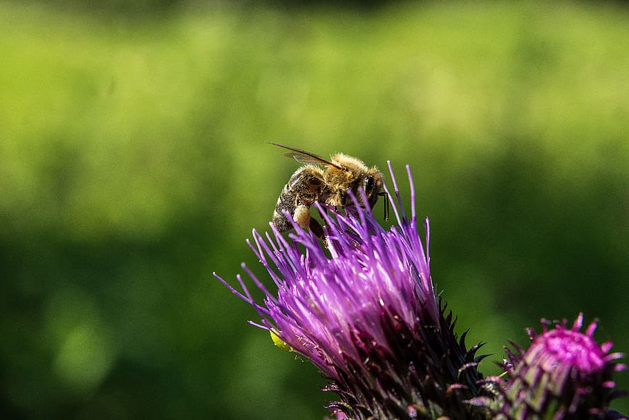 Bee, Flower, Insect, Blossom, Bloom, macro, nature, plant, close HD wallpaper