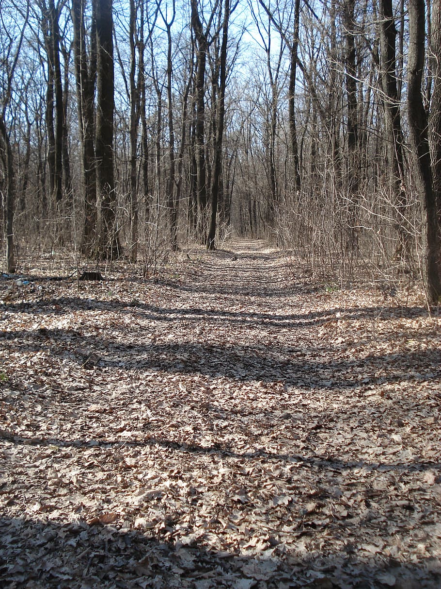 Trail, Path, Woods, Forest, Solitude, quiet, nature, trees HD wallpaper