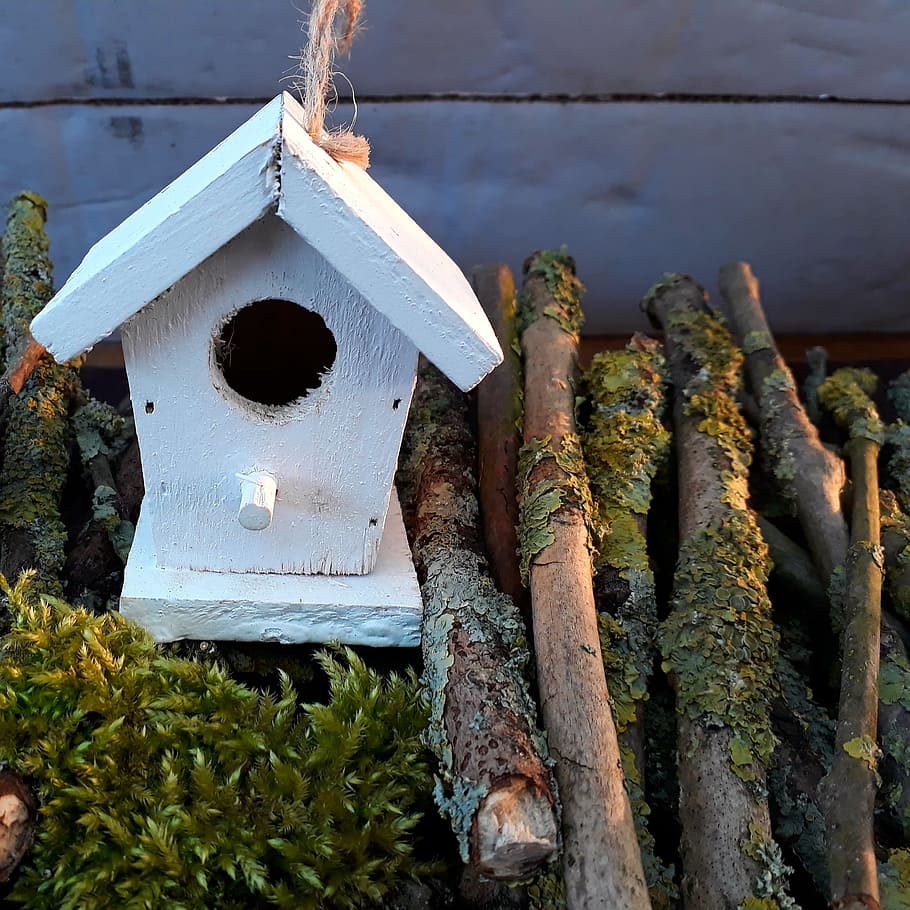 aviary, branches, moss, weave, bird feeder, mini, nest, tree HD wallpaper