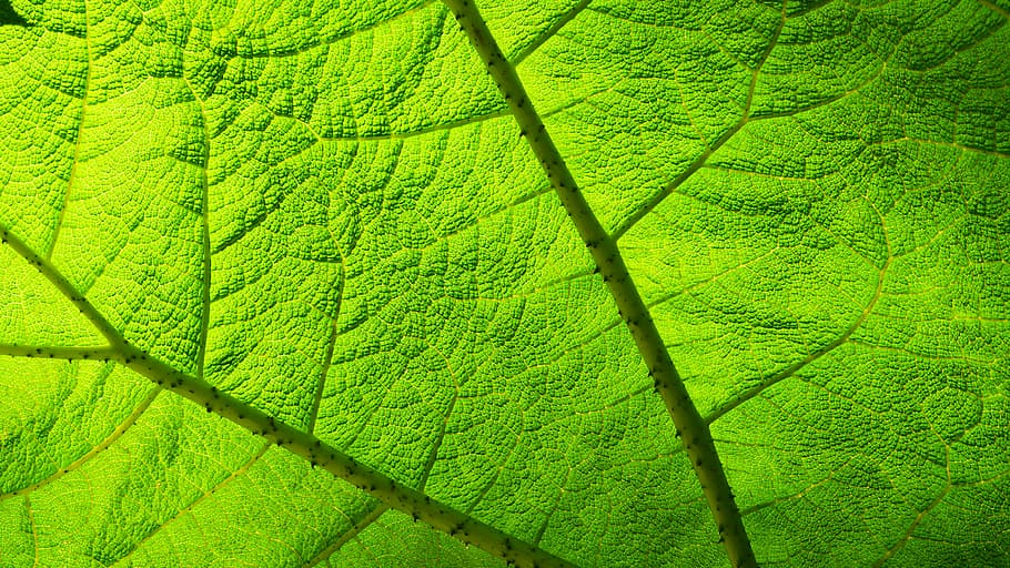 leaf, transparency, light, green, groove, nature, green Color HD wallpaper
