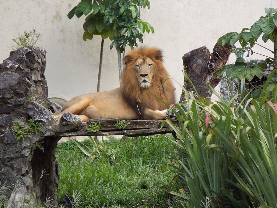 Zoo, Lion, King, animals in the wild, lion - feline, one animal HD wallpaper