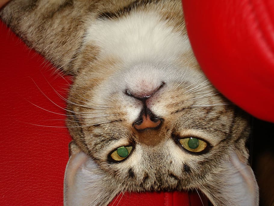 cat, pets, kitten, a normal cat, animal, cat's eyes, charming HD wallpaper