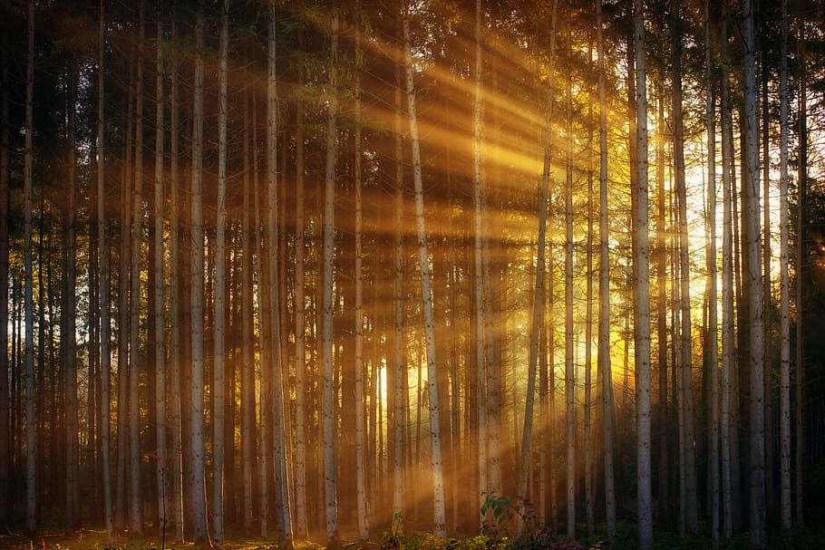 sunlight coming behind trees, darkness, background, pattern HD wallpaper