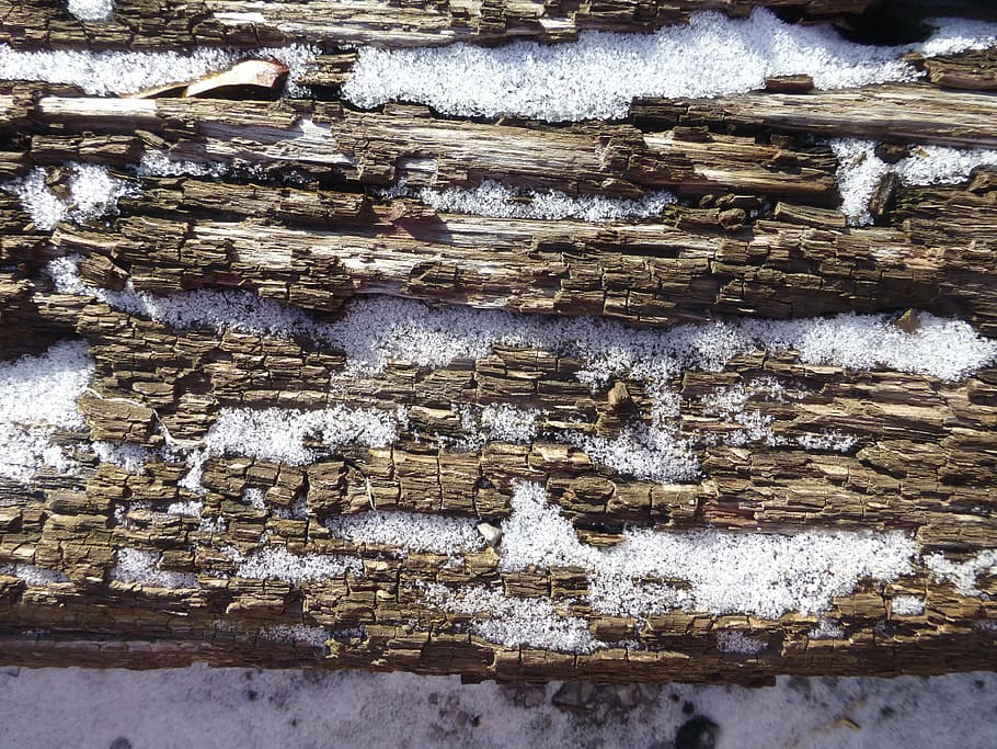 wood, texture, oak, bark, snow, ice, winter, spring, melt, nature HD wallpaper