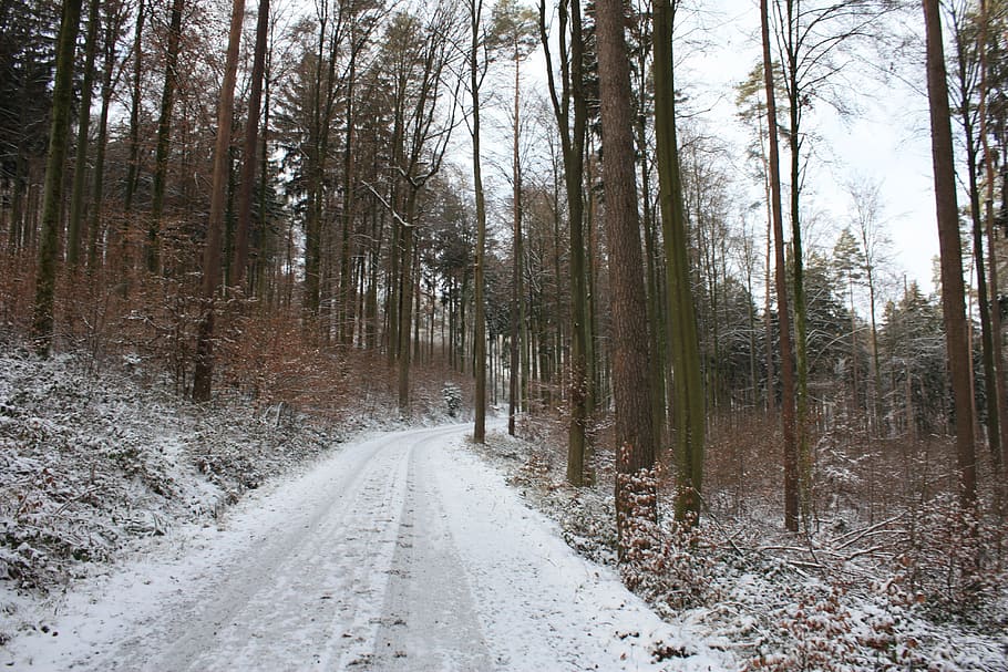 winter, away, forest, trees, winter mood, cold, white, path HD wallpaper