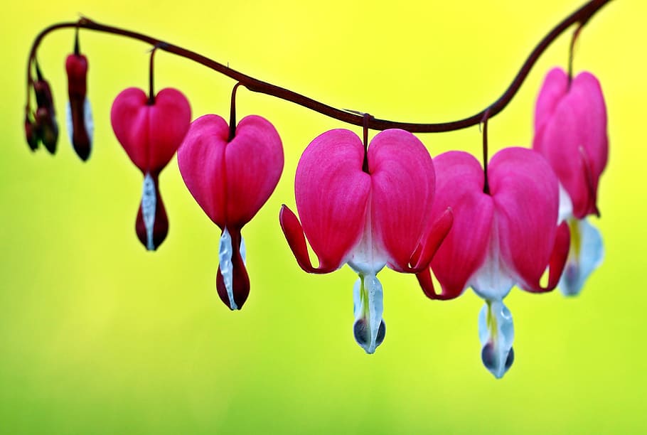 pink bleeding heart vines close up photo, plant, nature, live HD wallpaper