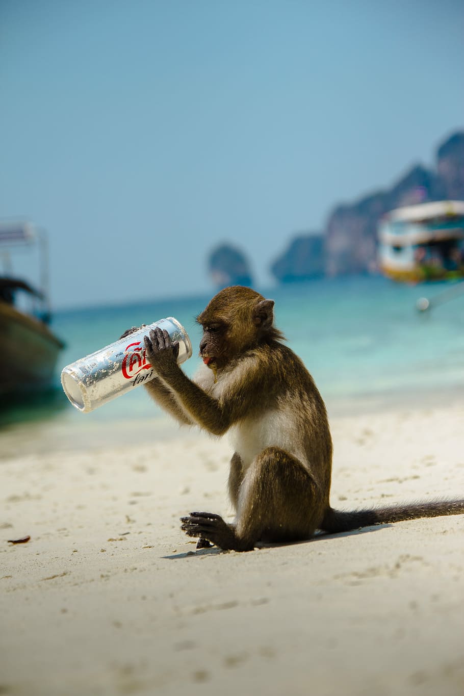 brown primate holding Coca-Cola can, untitled, beach, monkey HD wallpaper
