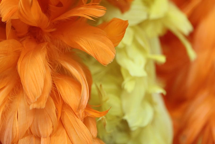 feathers, boa, background, yar, bright, closeup, macro, background image HD wallpaper