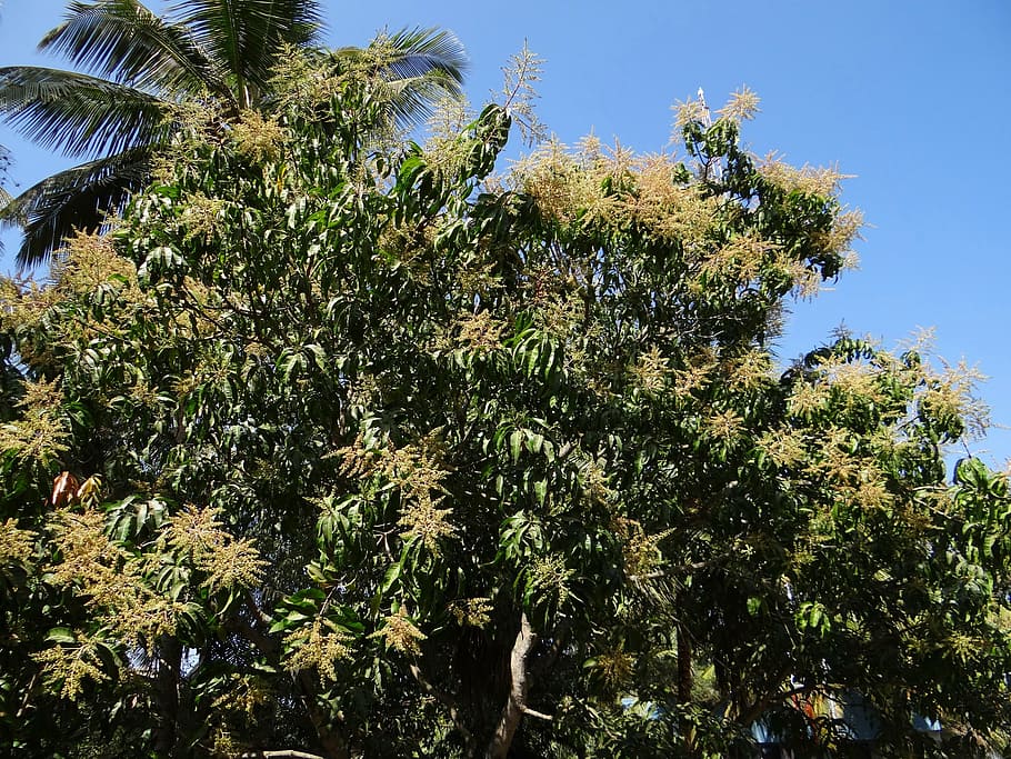 mango tree, plant, palm tree, dharwad, india, growth, sky, nature HD wallpaper