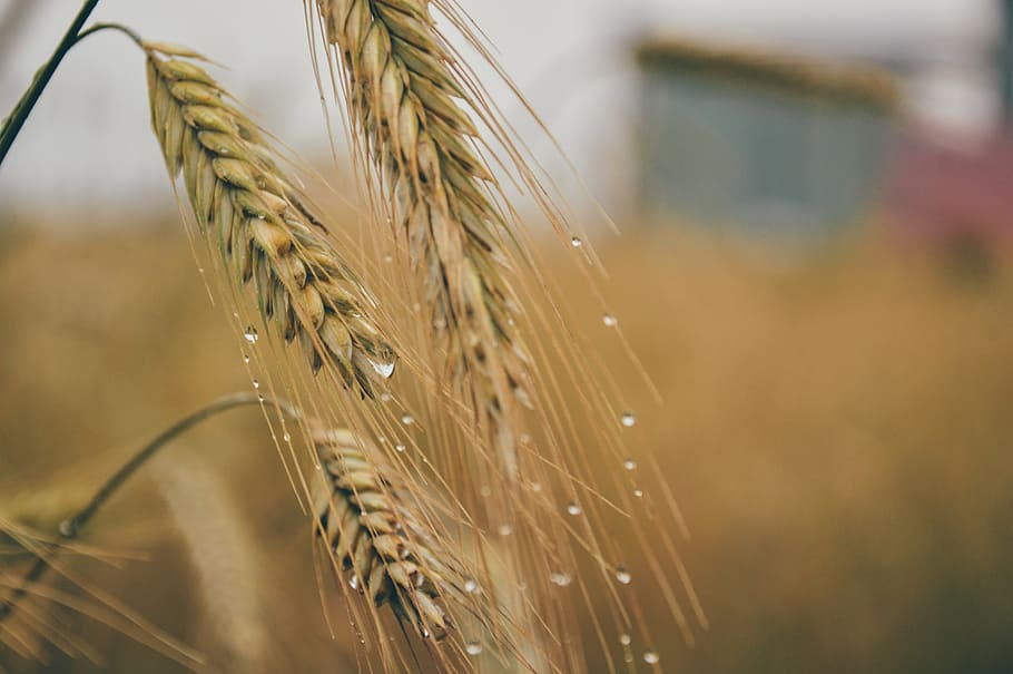 agriculture, barley, corn, field, grain, raindrops, wheat, nature, HD wallpaper