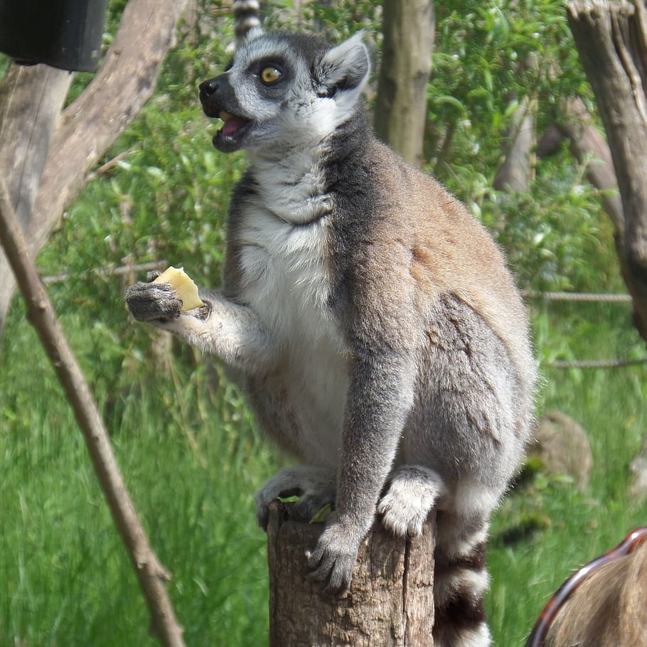 lemur, perched, meals, animal, animal themes, tree, animal wildlife HD wallpaper