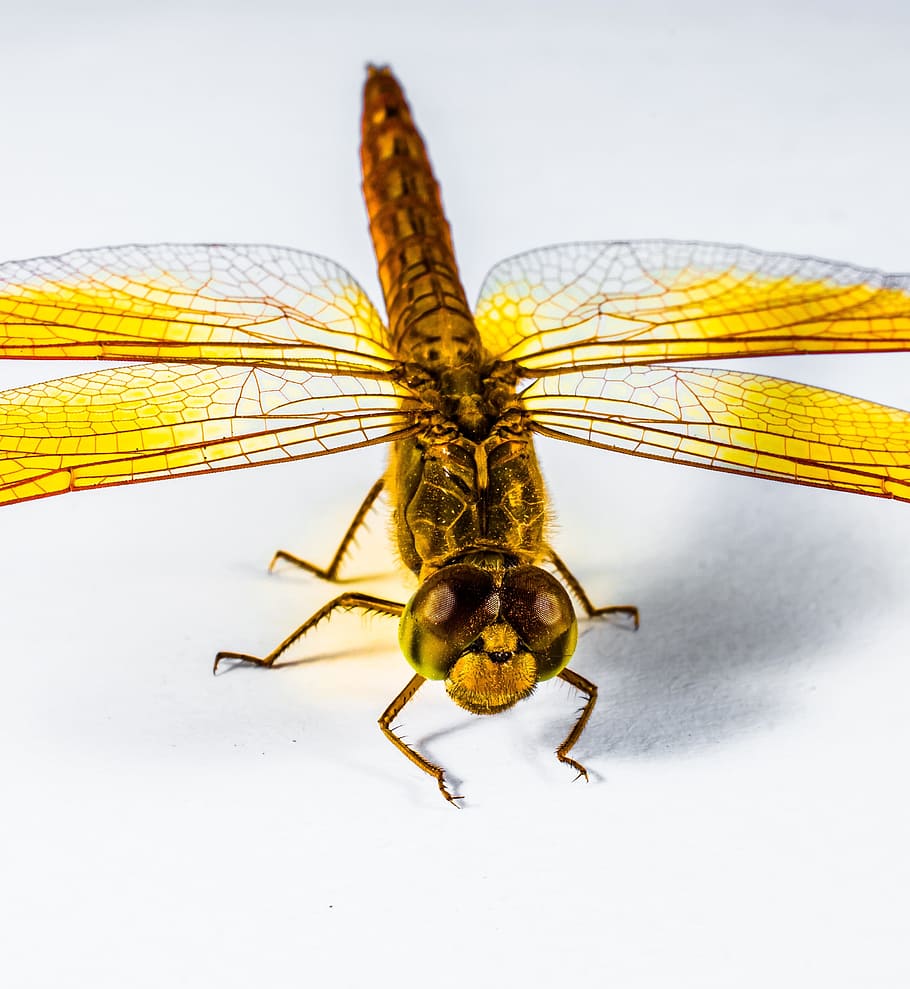 Dragonfly, Insect, Yellow, Close, Chitin, wing, one animal HD wallpaper