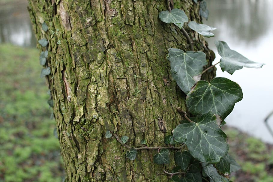 ivy, tree, parc, forest, climbing, wood, plant, trunk, tree trunk HD wallpaper