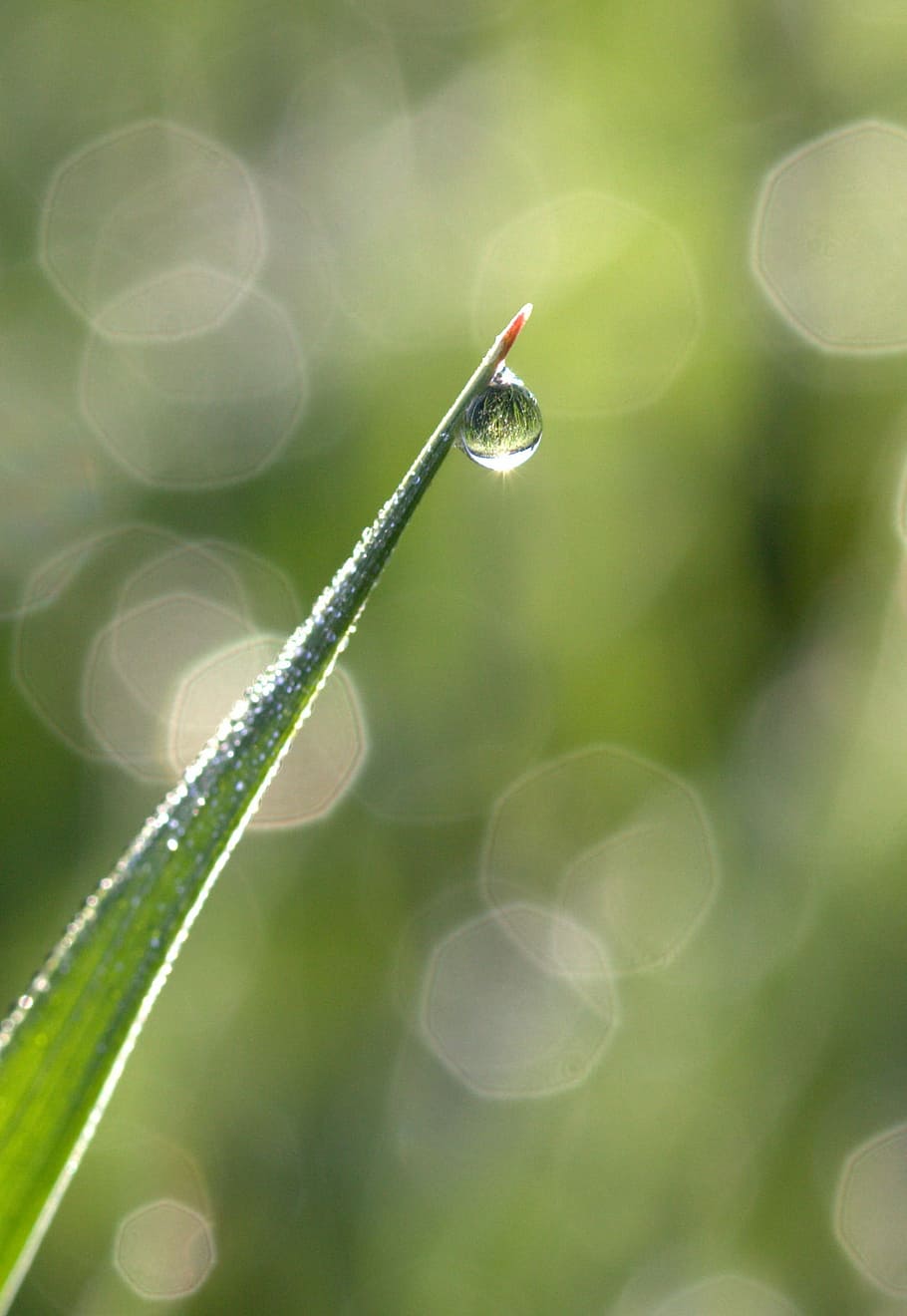 Grass, Dew, Bokeh, Morning, green, nature, plant, drop, green color HD wallpaper