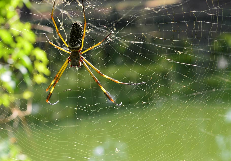 webs, ivy, arachnid, trap, spider web, animal themes, invertebrate HD wallpaper
