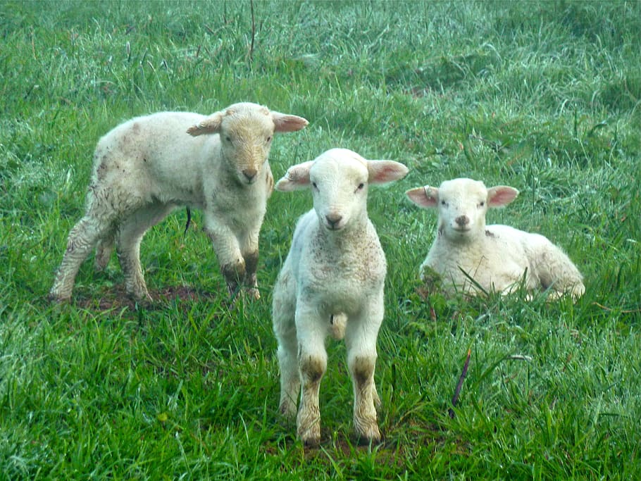 three white sheeps on green grass field, lambs, farm, animal
