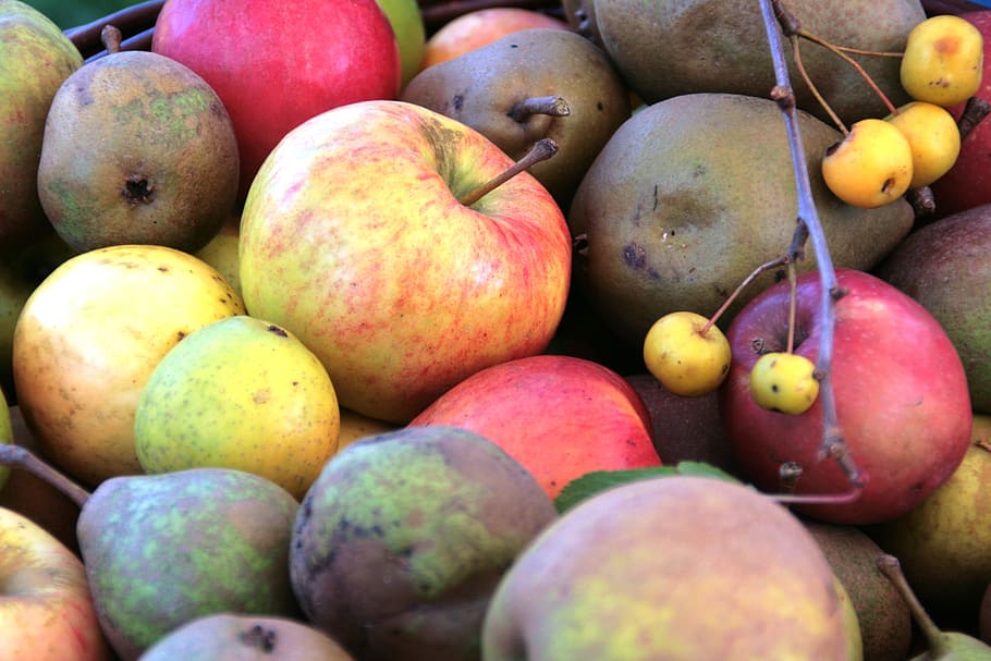 apples, fruit, fruits, healthy, vitamin, pomology, apple varieties, HD wallpaper
