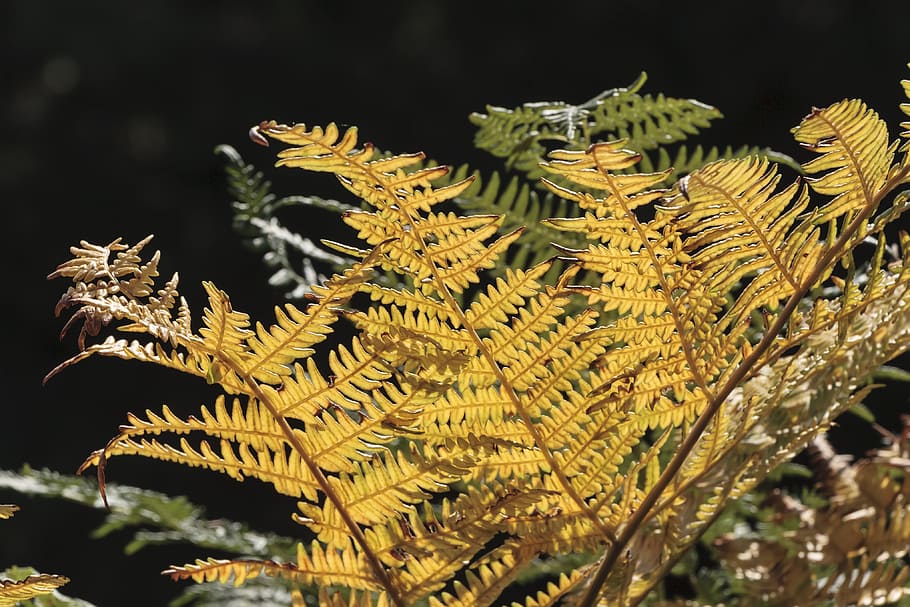 fern, plant, sun, growth, no people, focus on foreground, beauty in nature HD wallpaper