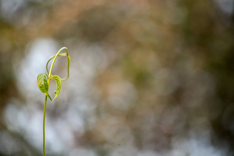 nature, flora, desktop, flower, growth, leaf, outdoors, abstract HD wallpaper