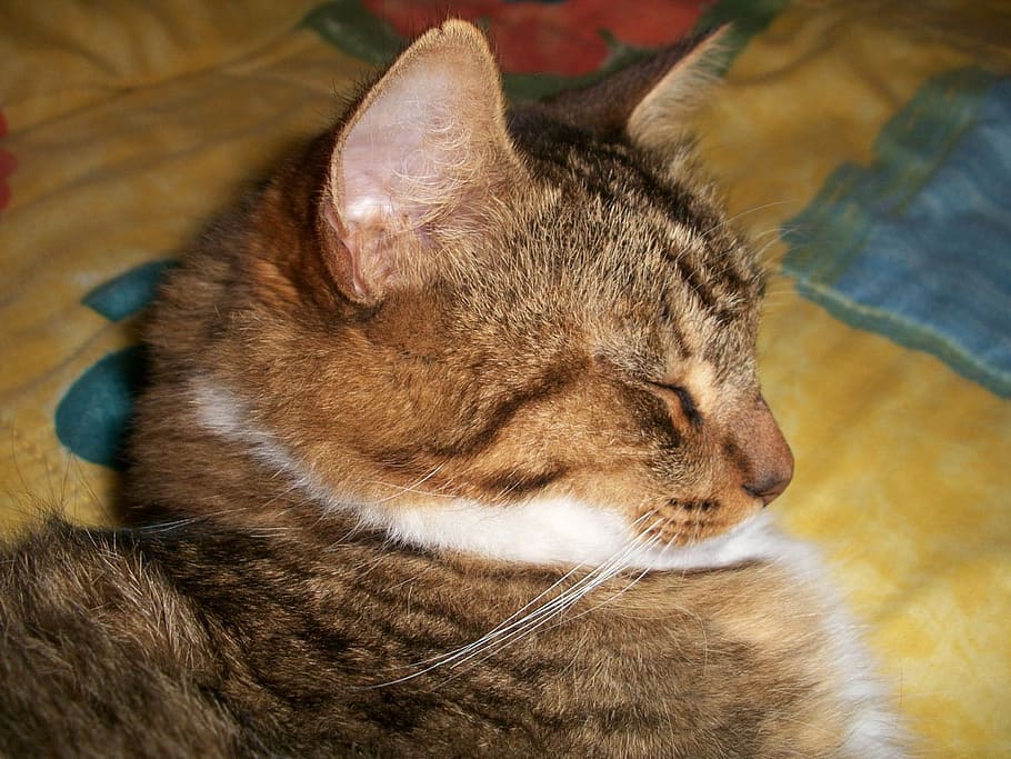 Cat, Sleeping, Bed, Animal, Kitten, domestic, feline, furry HD wallpaper