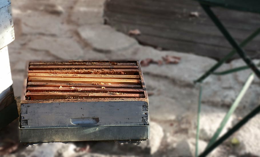 hive, bees, honey, beekeeping, nature, beekeeper, radius, cell HD wallpaper