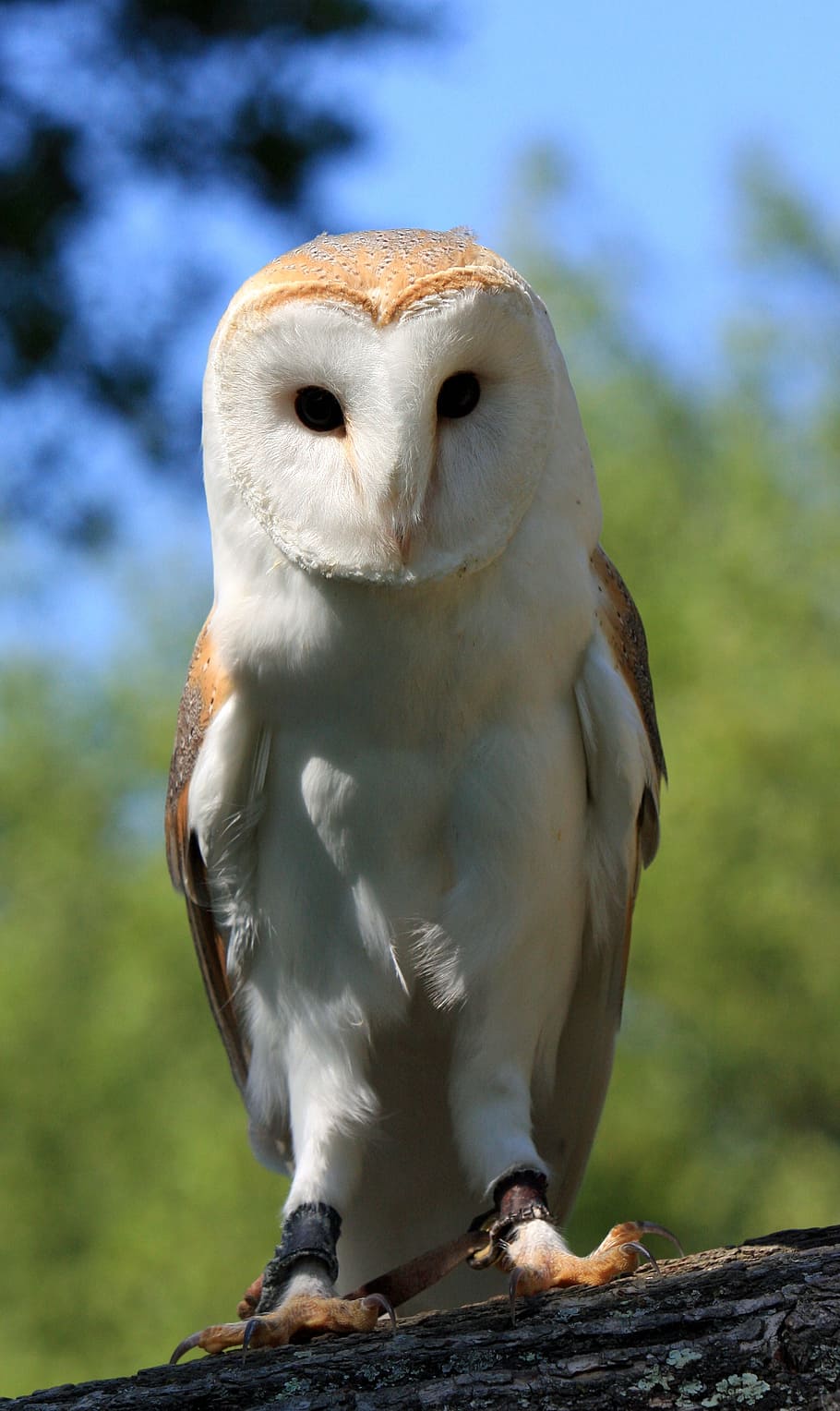 focused photography of white and brown owl, bird, barn owl, close-up