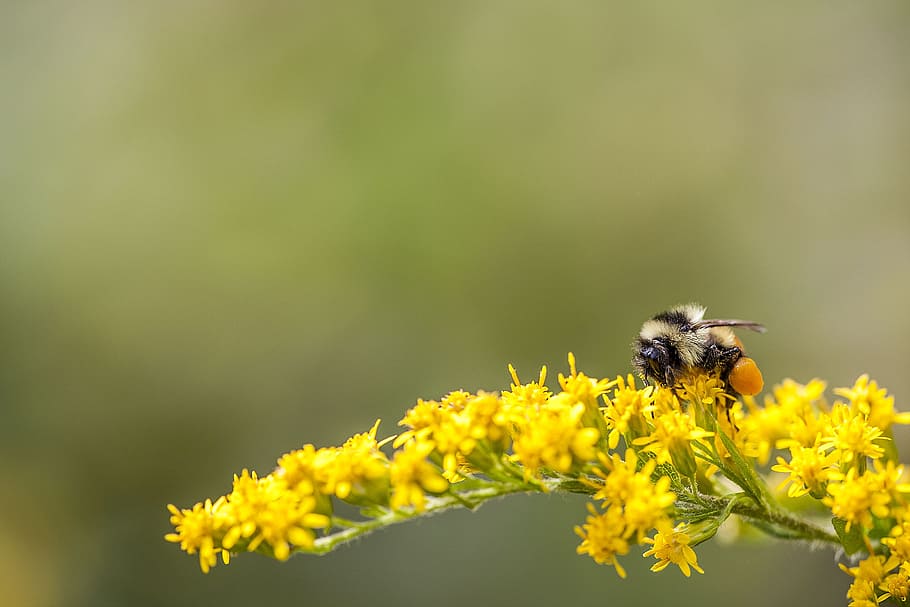 Hd Wallpaper Bee Bumble Bee Insect Nature Yellow Buzz Bug