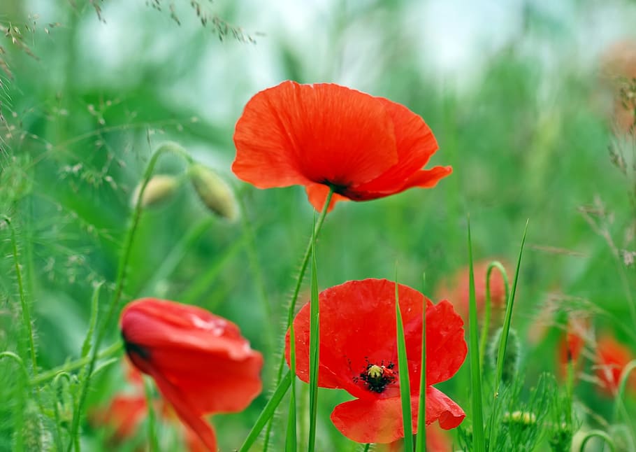 Plant, Nature, Live, growth, flower, poppy, red, flowering plant HD wallpaper