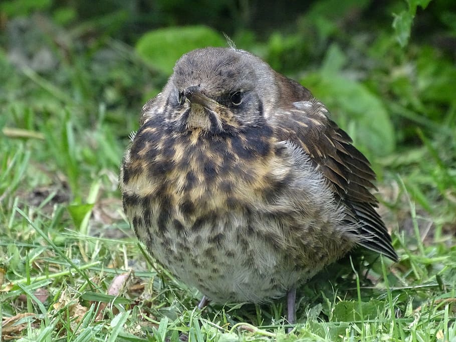 chick, bird, thrush, animal themes, animal wildlife, one animal HD wallpaper