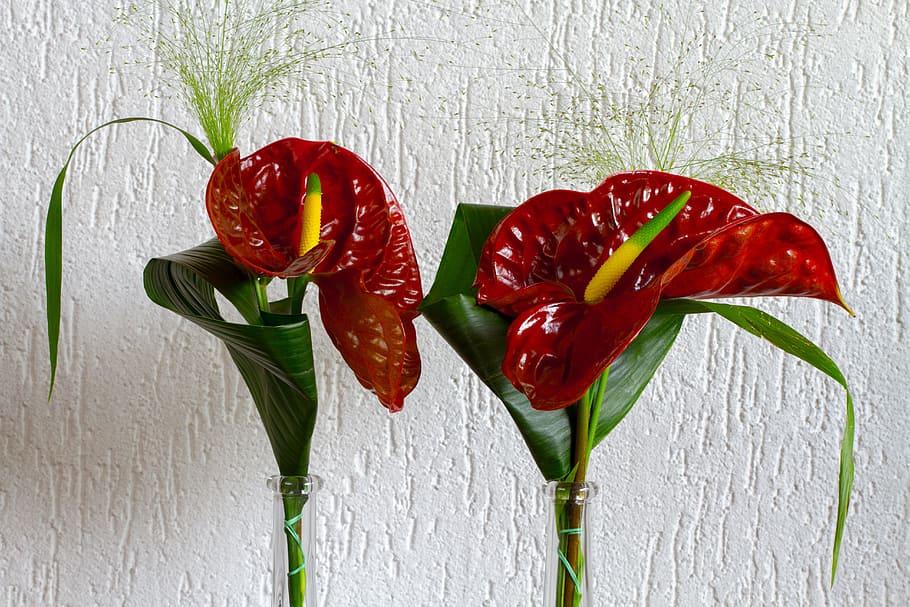 flower, bouquet, flora, red, freshness, plant, close-up, indoors HD wallpaper