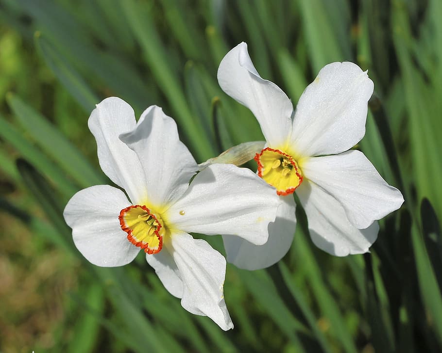 Flowers, White, Yellow, Spring, white flowers, garden, green HD wallpaper