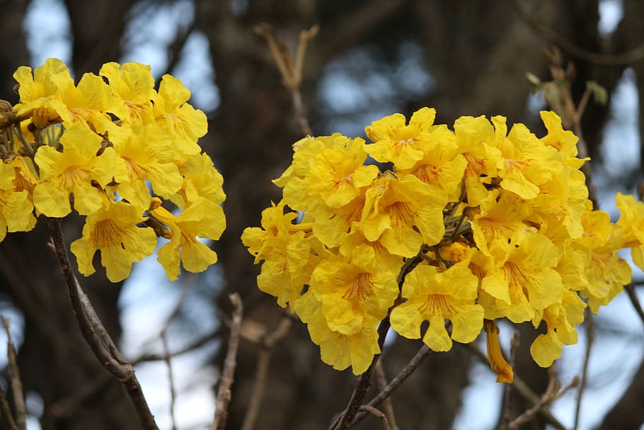 flowers, ipê, plant, flowering plant, yellow, beauty in nature HD wallpaper